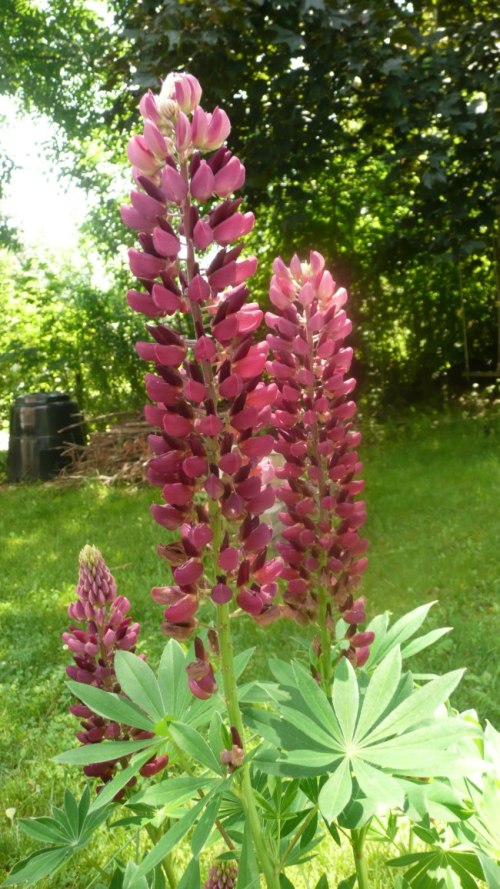 Lupins pourpres