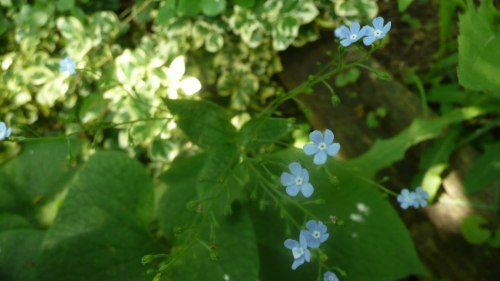Les petites fleurs bleues